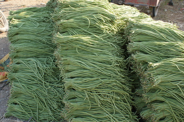 山东<em>莘县妹冢镇</em>大常庄王守国瓜果蔬菜市场_山